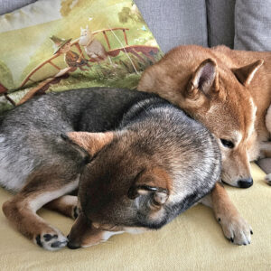 Tämä on koti, jossa koira viettää retriittiään rakastettuna perheenjäsenenä